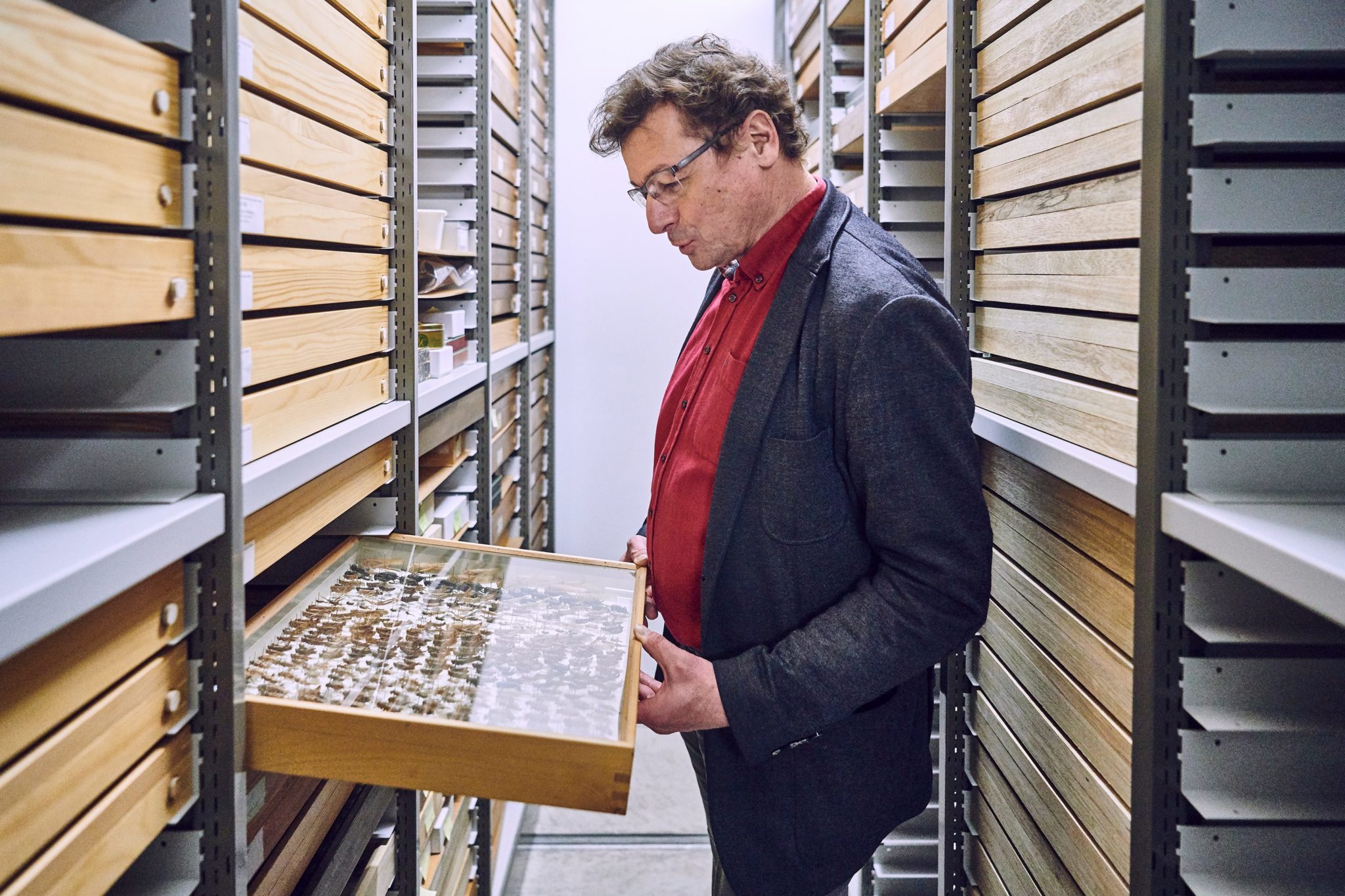 Christian Kropf, der Leiter der Abteilung Wirbellose am Naturhistorischen Museum Bern, betrachtet im Kellerarchiv einen Glaskasten mit einer Sammlung verschiedener Heuschrecken.