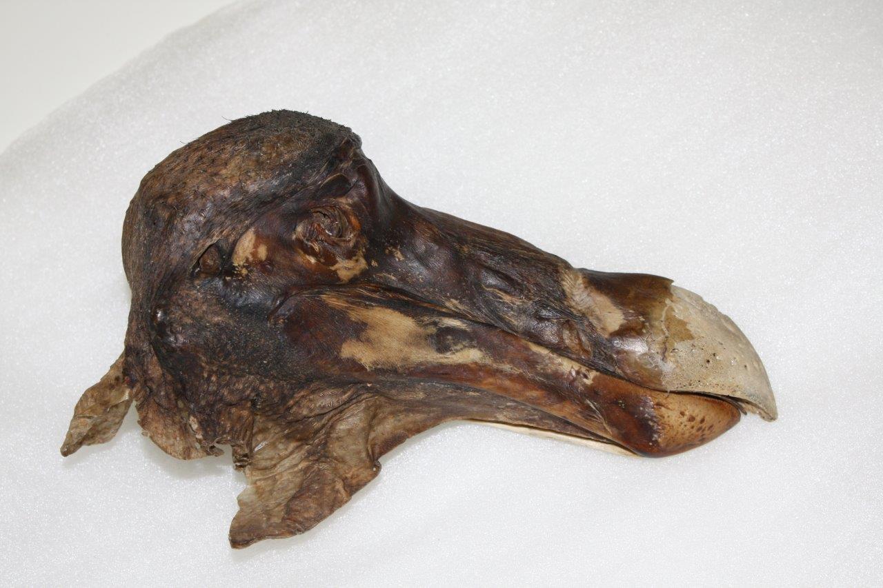 Der Schädel des «Oxford-Dodo»: Im Hinterkopf fanden sich Schrotreste. 
