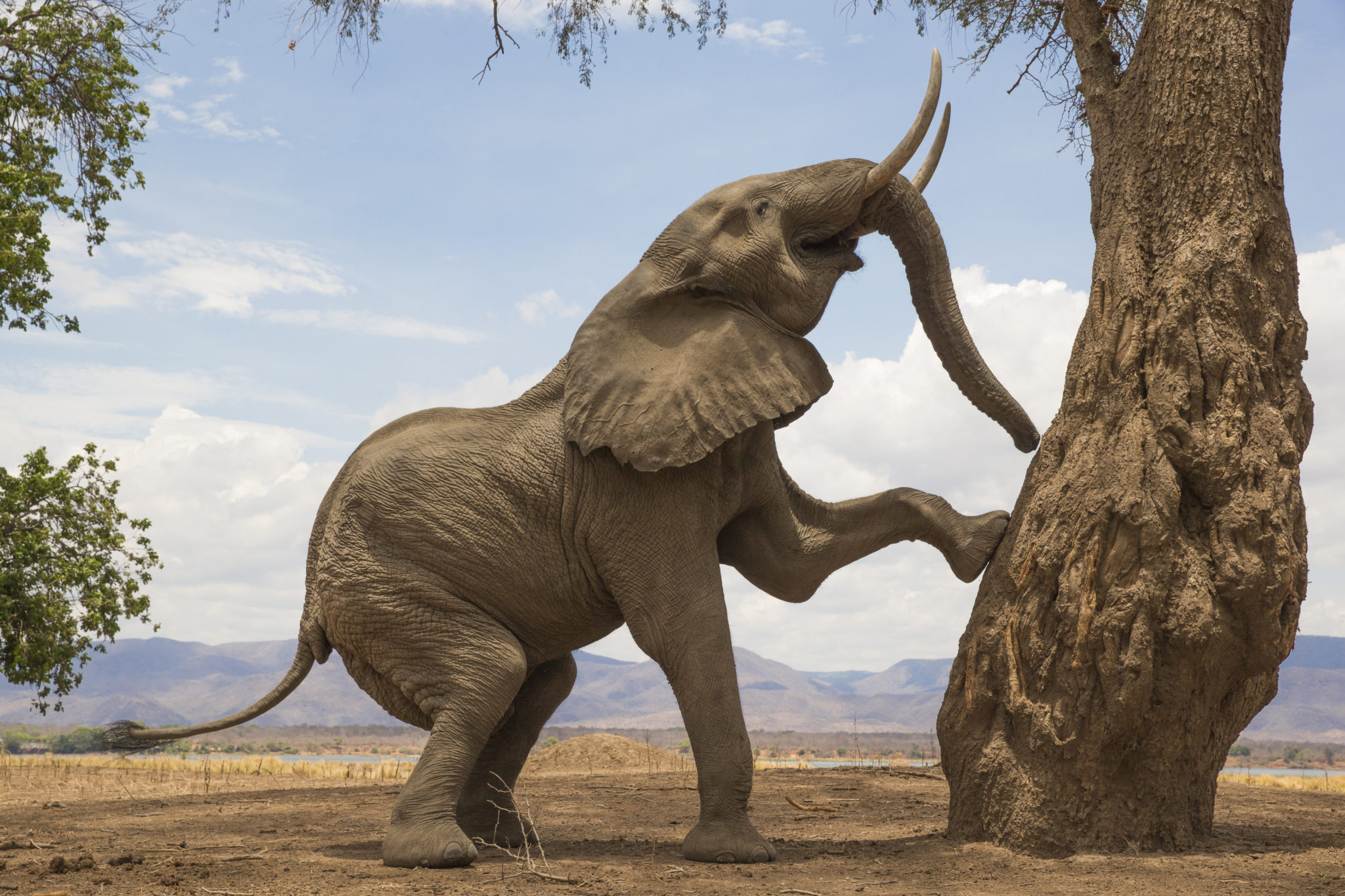 Männliche Säugetiere aus Afrika, wie dieser Elefantenbulle, haben eine Besonderheit: Sie tragen ihre Reproduktionsorgane im Körperinneren.