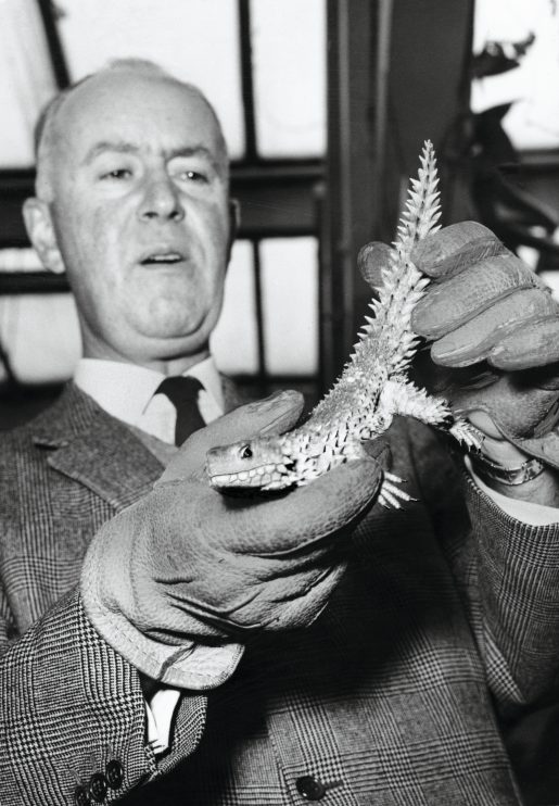 Heini Hediger war vorsichtig. Wann immer er im Zoo ein Tier in die Hand nahm, trug er Handschuhe (1965).