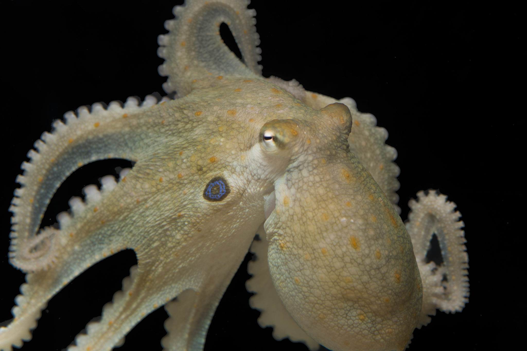 Der Kalifornische Zweipunktkrake Octopus biomaculoides. Solche Tiere haben mehr mit uns gemeinsam als bisher gedacht.