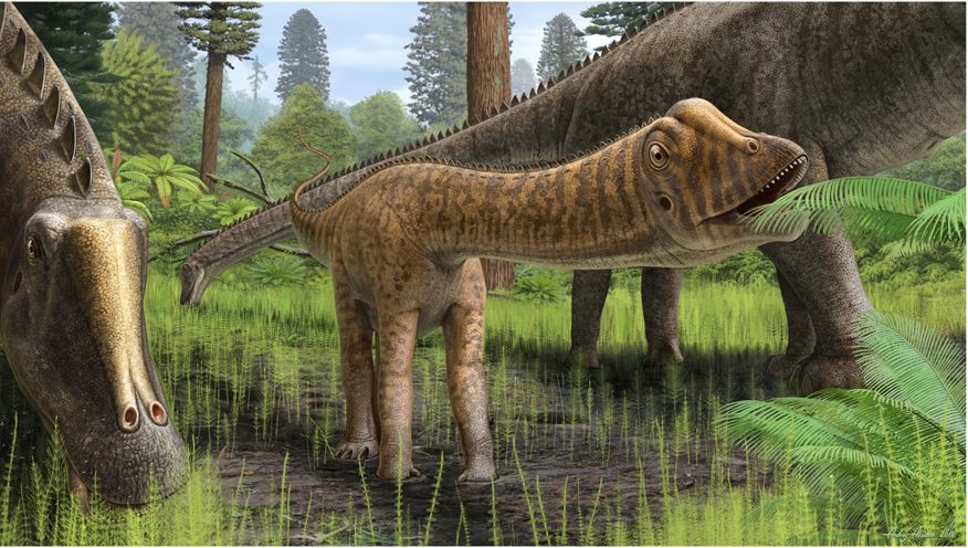 Künstlerische Darstellung des jungen Diplodocus Andrew. Seine Schädelform lässt darauf schliessen, dass er getrennt von erwachsenen Artgenossen lebte.