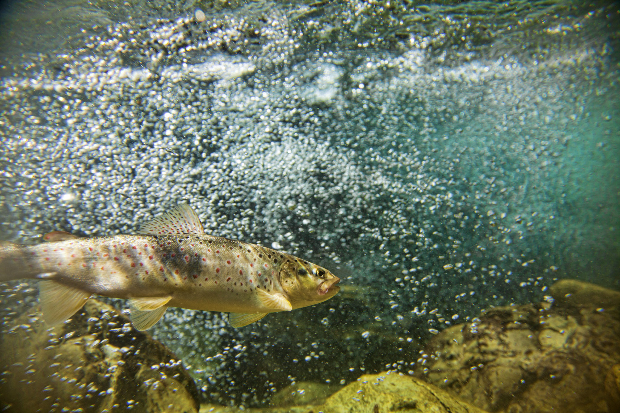 Single trout swimming in blue, green water in stream or lake with water bubbles