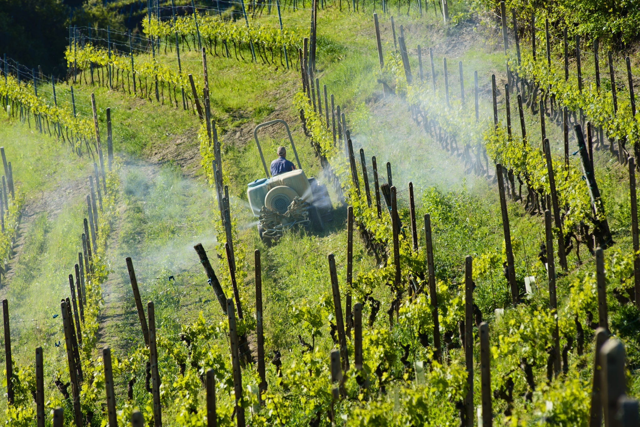 Piedmont, Italy - April 29, 2017: Farmer with tractor between vineyards for the chemical treatment of grapes