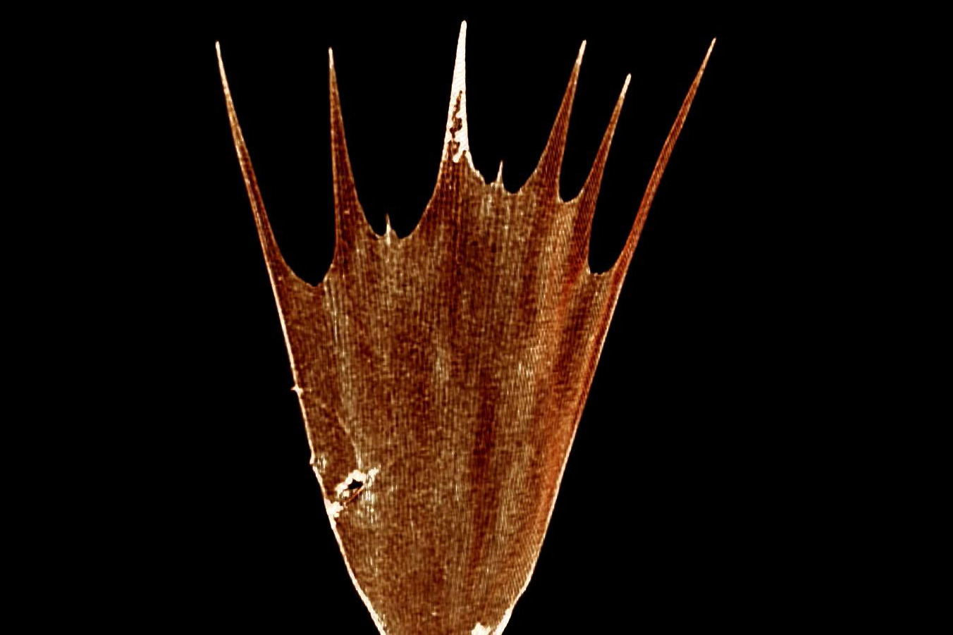Winzling: Die Schuppe eines Flügels der Bunaea alcinoe ist nur 0.25 Millimeter breit.