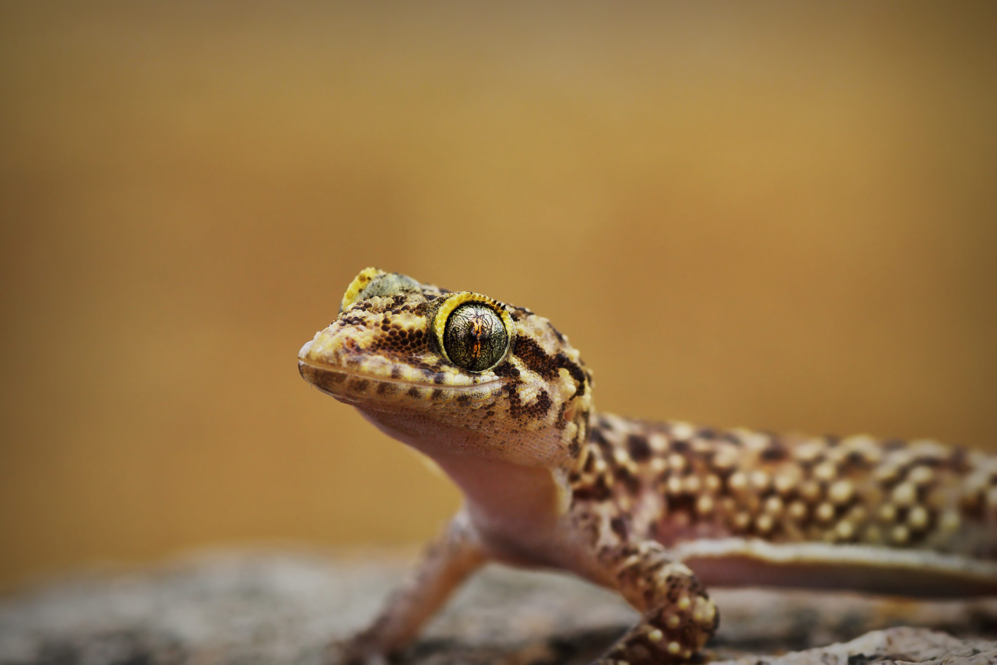Geckos wie dieser europäische Halbfinger, auch Hausgecko genannt, sind die wahren Superhelden der Tierwelt.