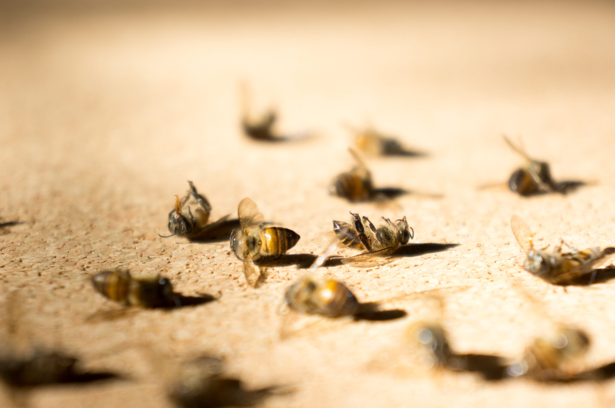 Tote Bienen