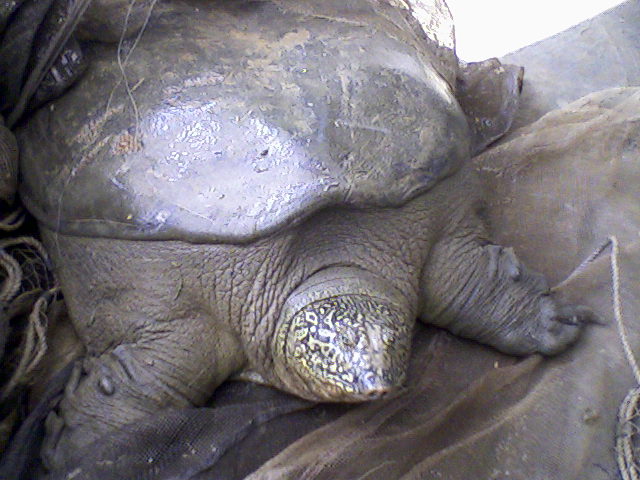 Eine seltene Jangtse-Riesenschildkröte