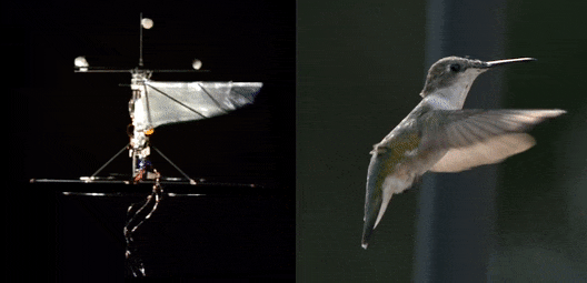 Der Roboter und ein Kolibri im Vergleich
