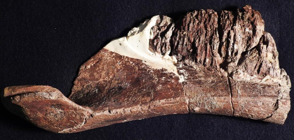 Ein Unterkieferknochen des neu erforschten Dinosauriers.