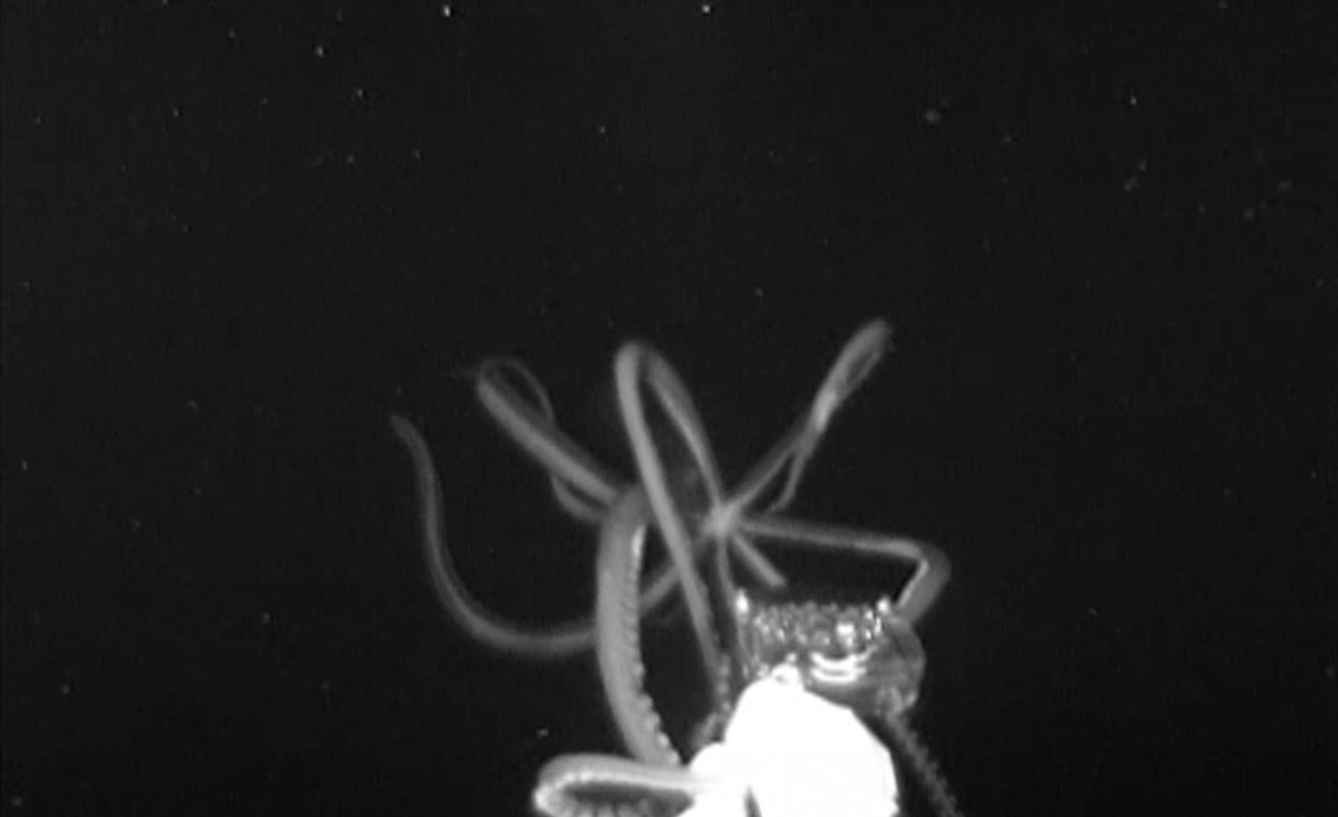 Die Tentakel des Tintenfischs umspielen das neuartige Kamerasystem.