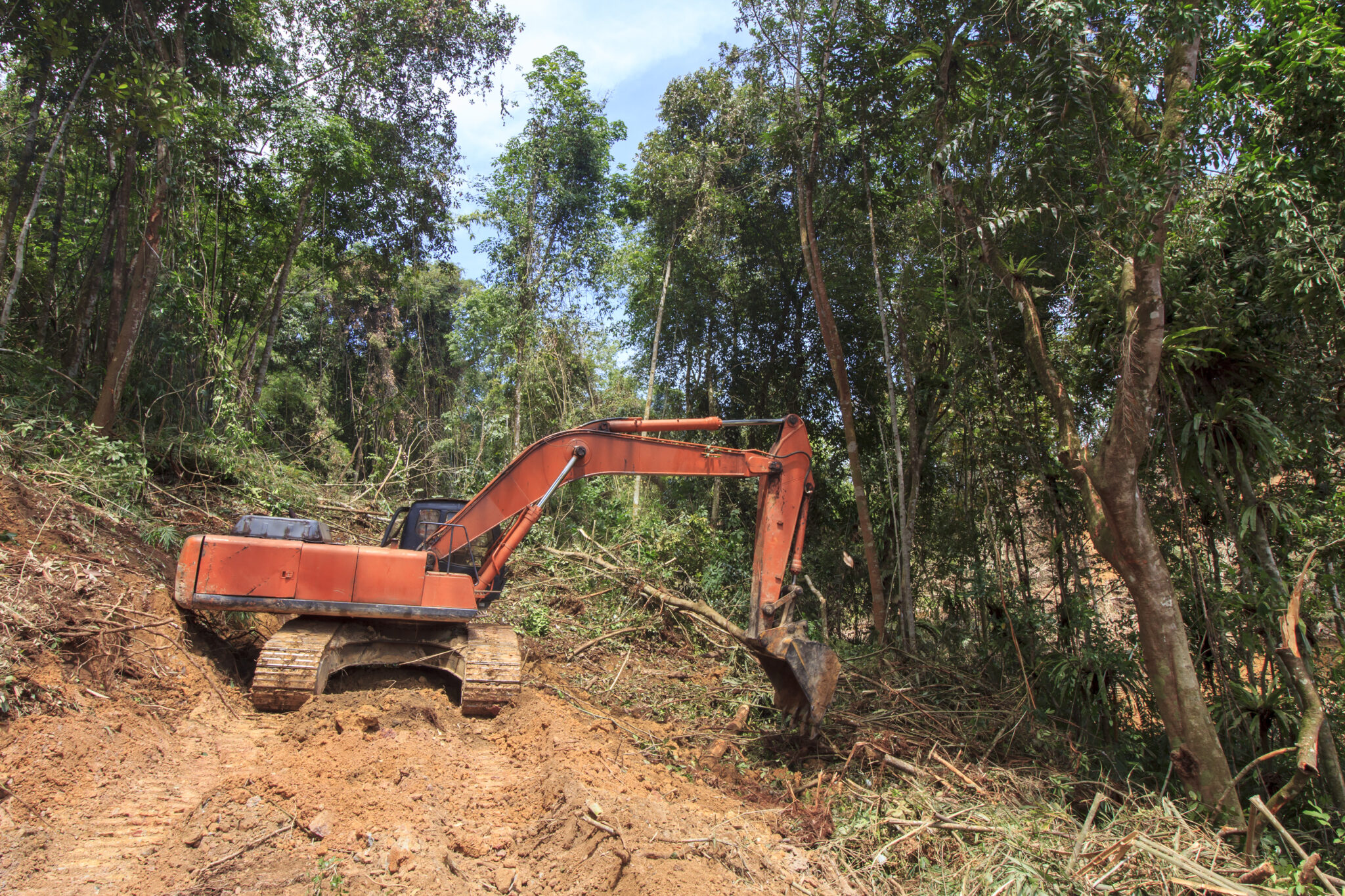 In Borneo muss der Regenwald für Palmöl-Plantagen Platz machen.
