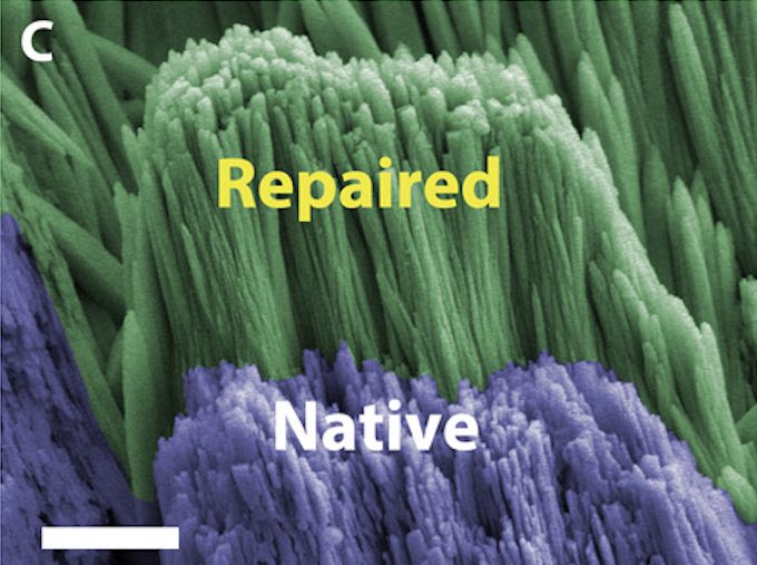 Die Stelle mit den Nanopartikeln (Repaired) überragt die Stelle, die nicht behandelt wurde (Native).