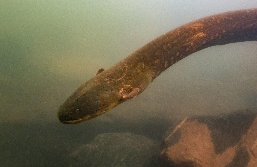 South American rivers are home to at least three different species of electric eels, including a newly identified species capable of generating a greater electrical discharge than any other known animal, according to a new analysis published in the Sept. 10, 2019 issue of the journal Nature Communications. Electrophorus voltai (shown above), one of the two newly discovered electric eel species, primarily lives further south than Electrophorus electricus on the Brazilian Shield, another highland region.Scientists discovered that E. voltai can discharge up to 860 Volts of electricity--significantly more than the previously known 650 Volts generated by E. electricus. This makes the species the strongest known bioelectric generator, and may be an adaptation to the lower conductivity of highland waters.