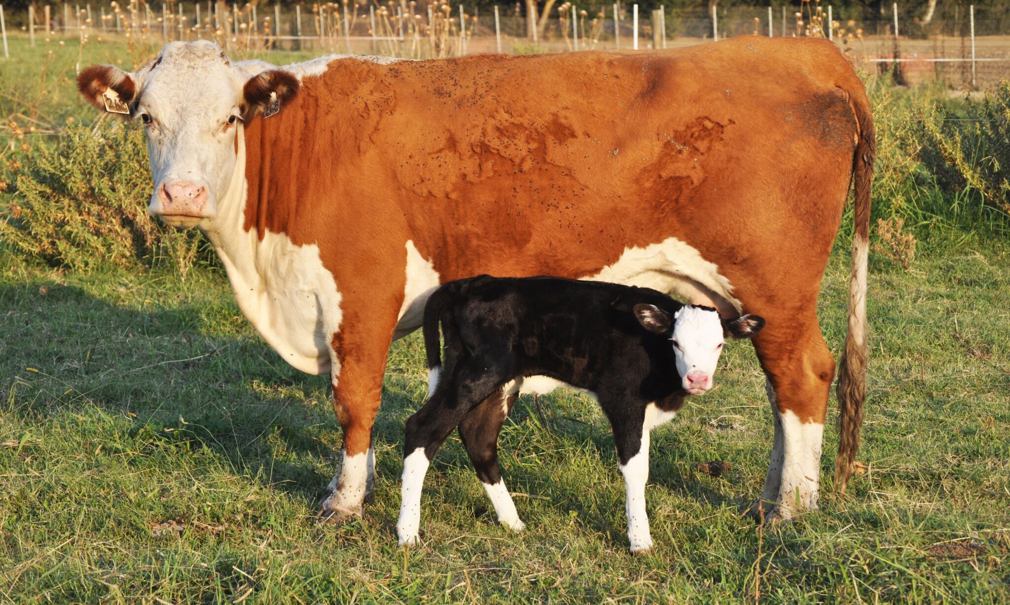 Ein Holsteinerkalb mit Mutterkuh