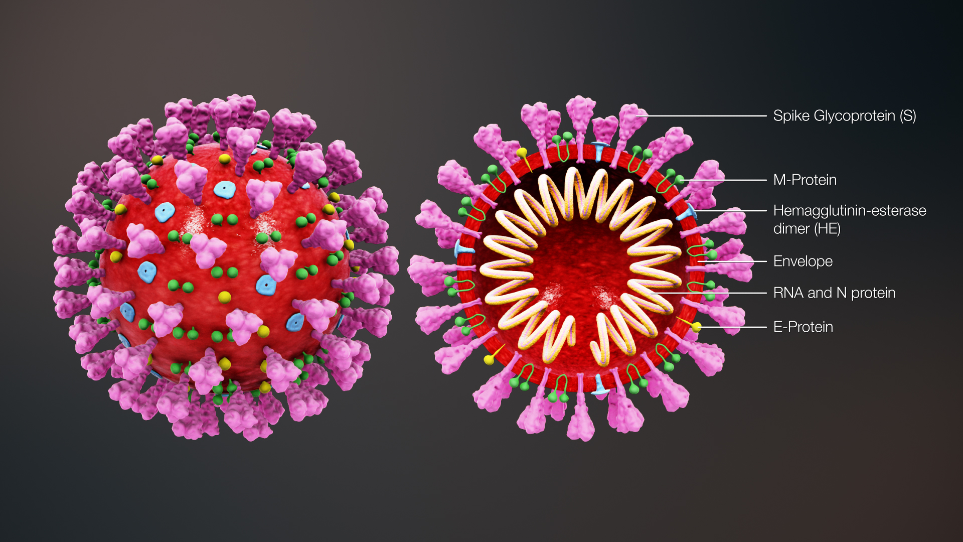 Coronavirus in schematischer Darstellung