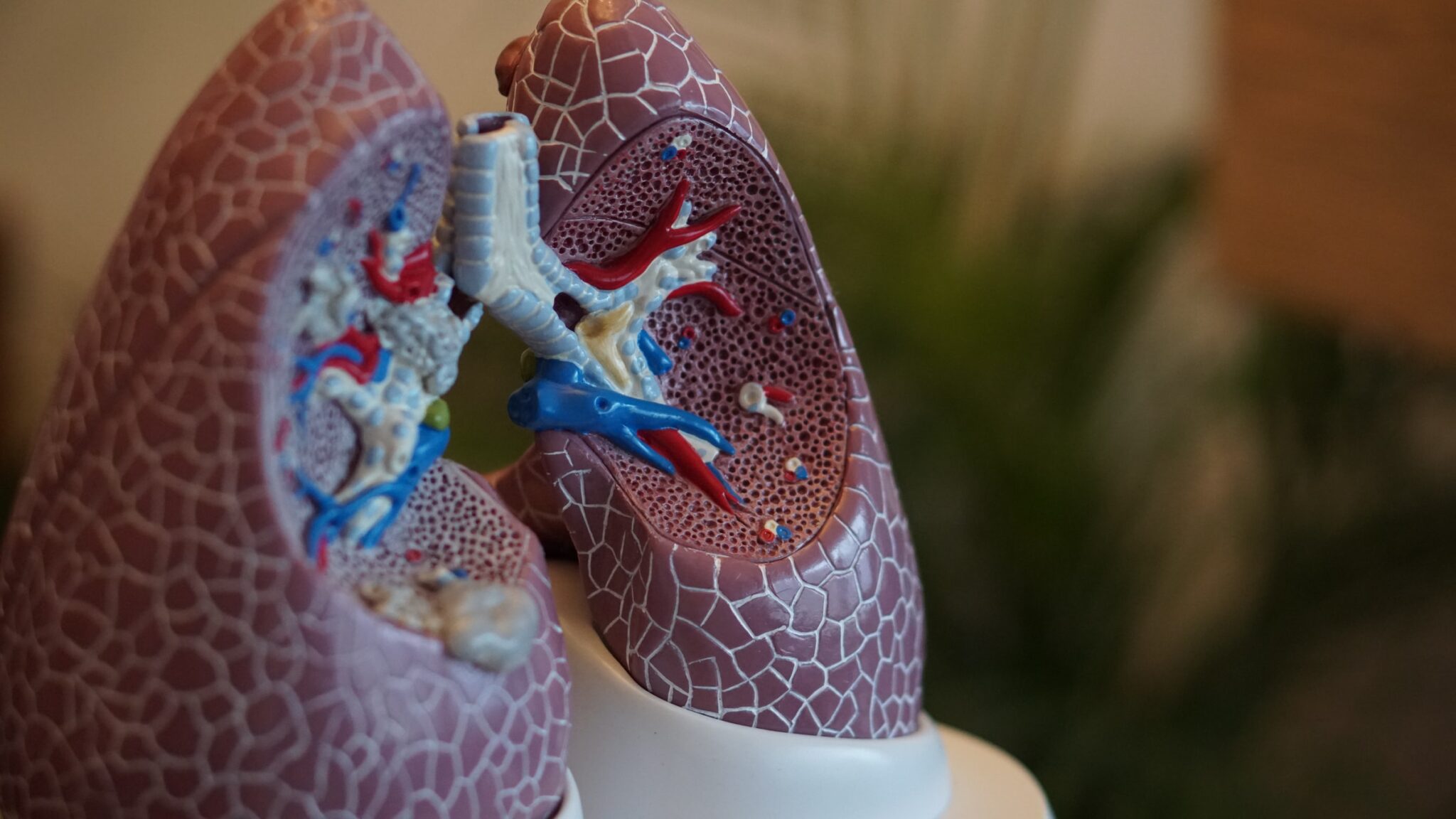 Medizinisches Plastikmodell einer Lunge.