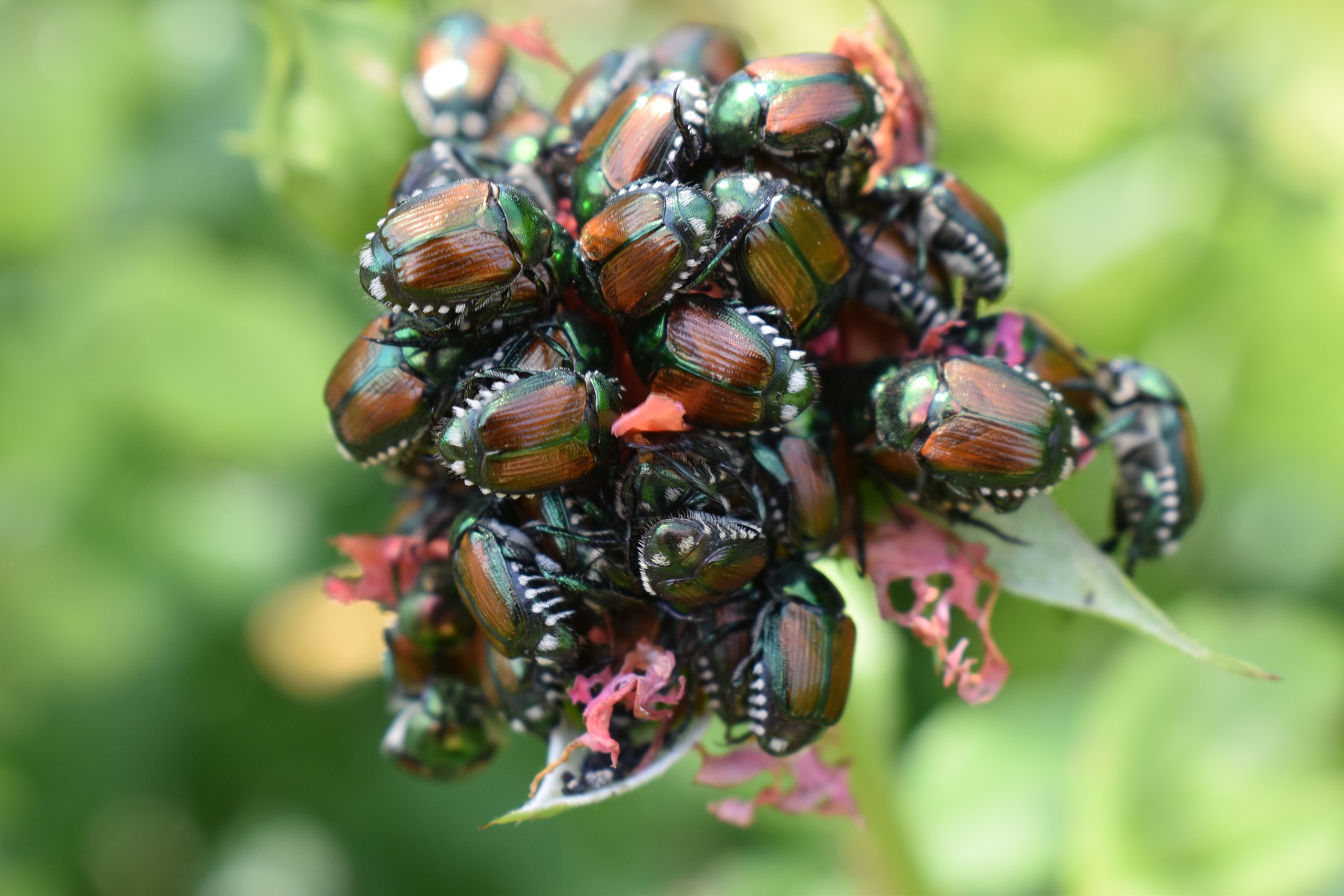 Viele braungrün schillernde Käfer auf einer zerfressenen Pflanze