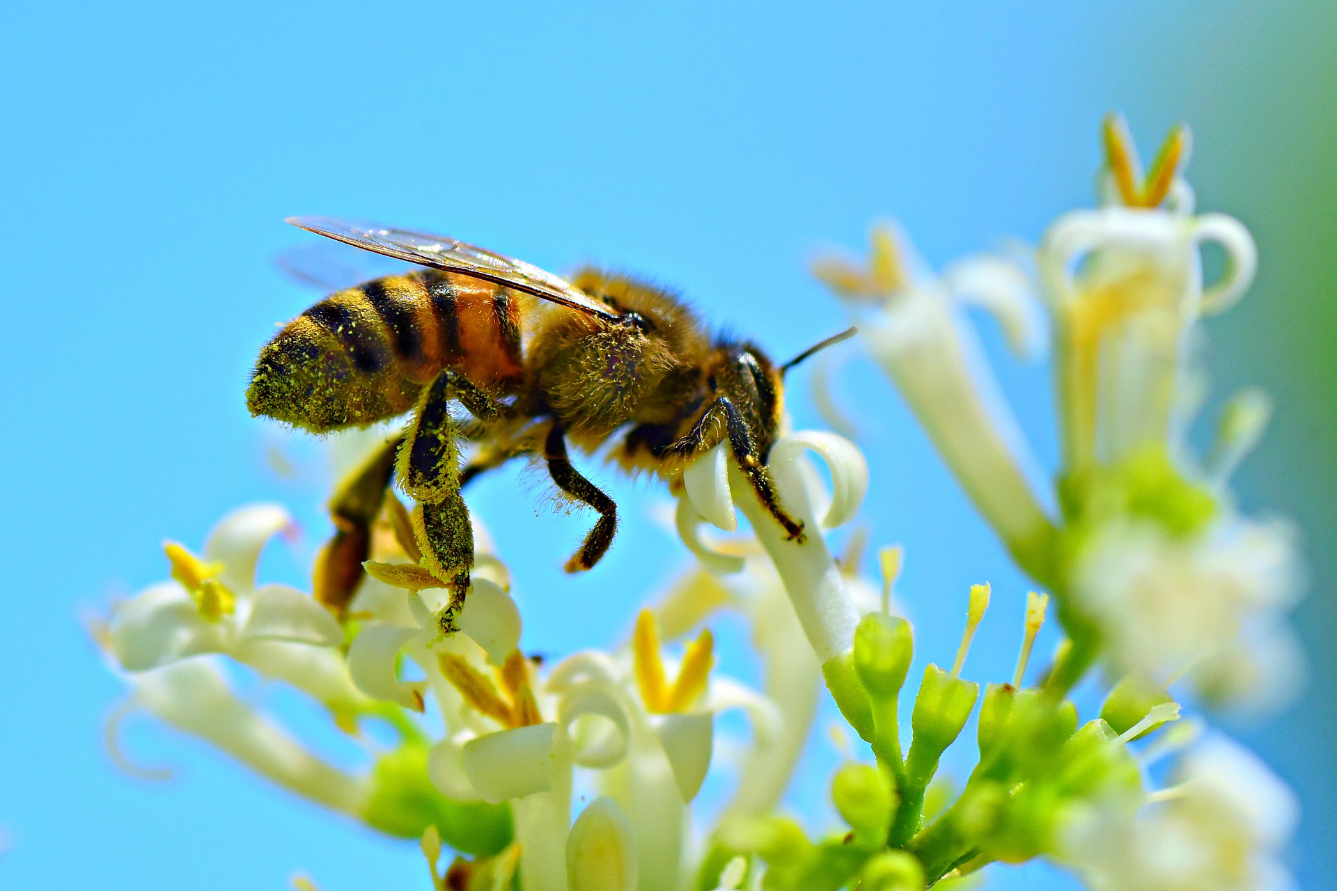 Eine Honigbiene voller Blütenstaub, die gerade an kleinen weissen Blüten herumfliegt