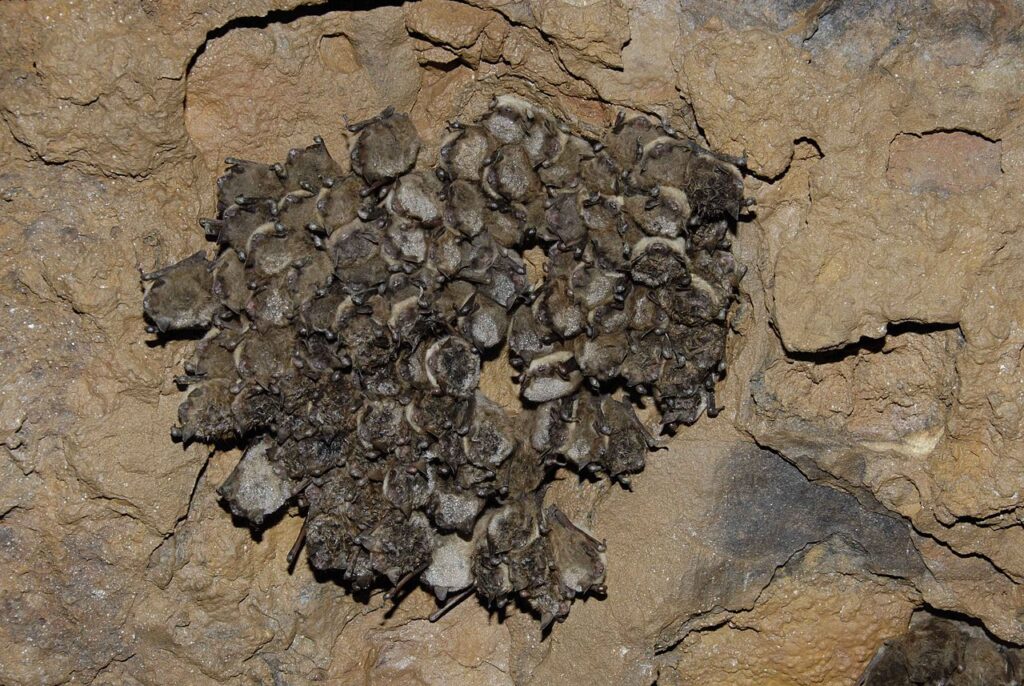 Viele Fledermäuse, die als physisch zusammenhängende Gruppe an einer Höhlenwand hängen.