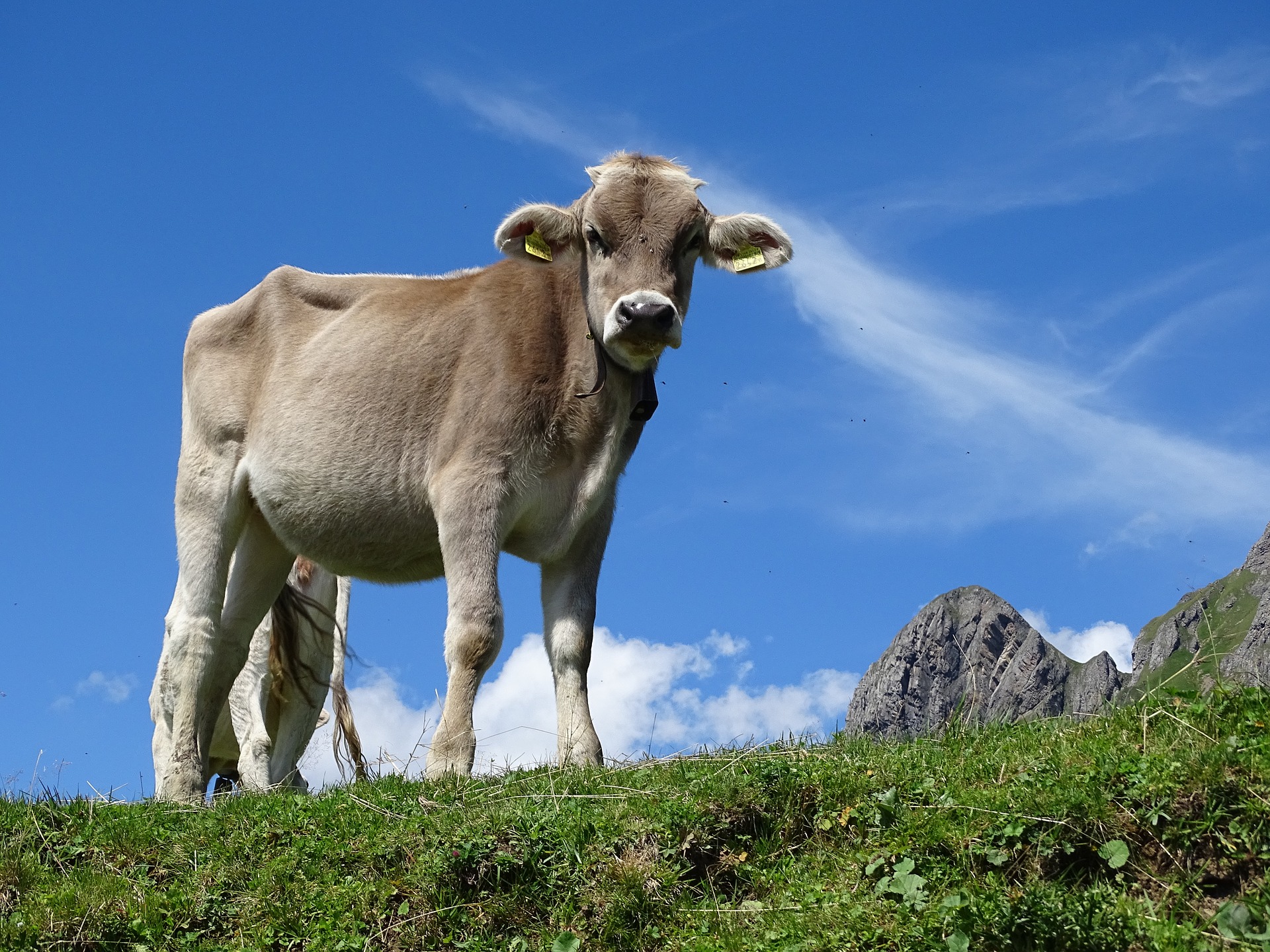 Eine hellbraune Kuh steht auf einer Weide.