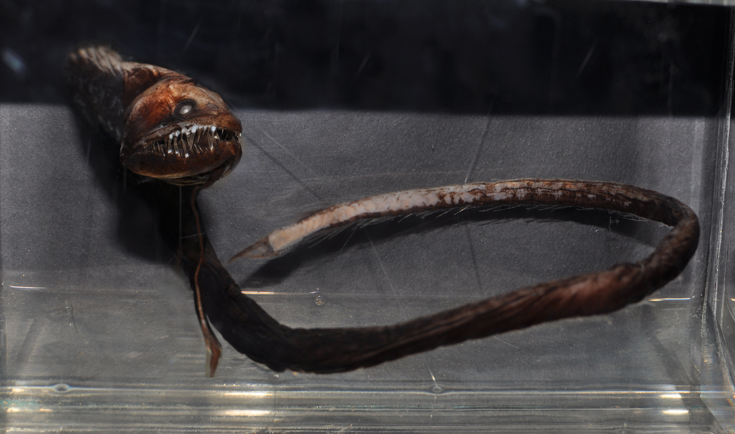 Ein aalariger schwarzer Fisch mit spitzen Zähnen und rötlichem Kopf.