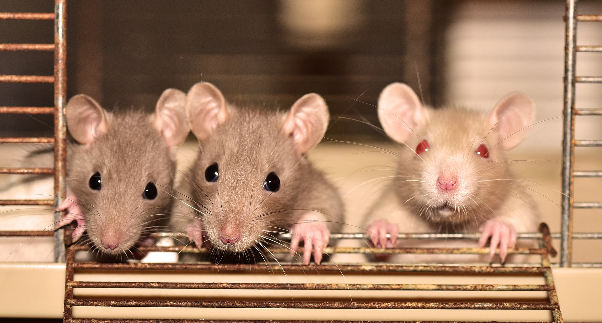 3 Ratten schauen aus einer Käfigtür.