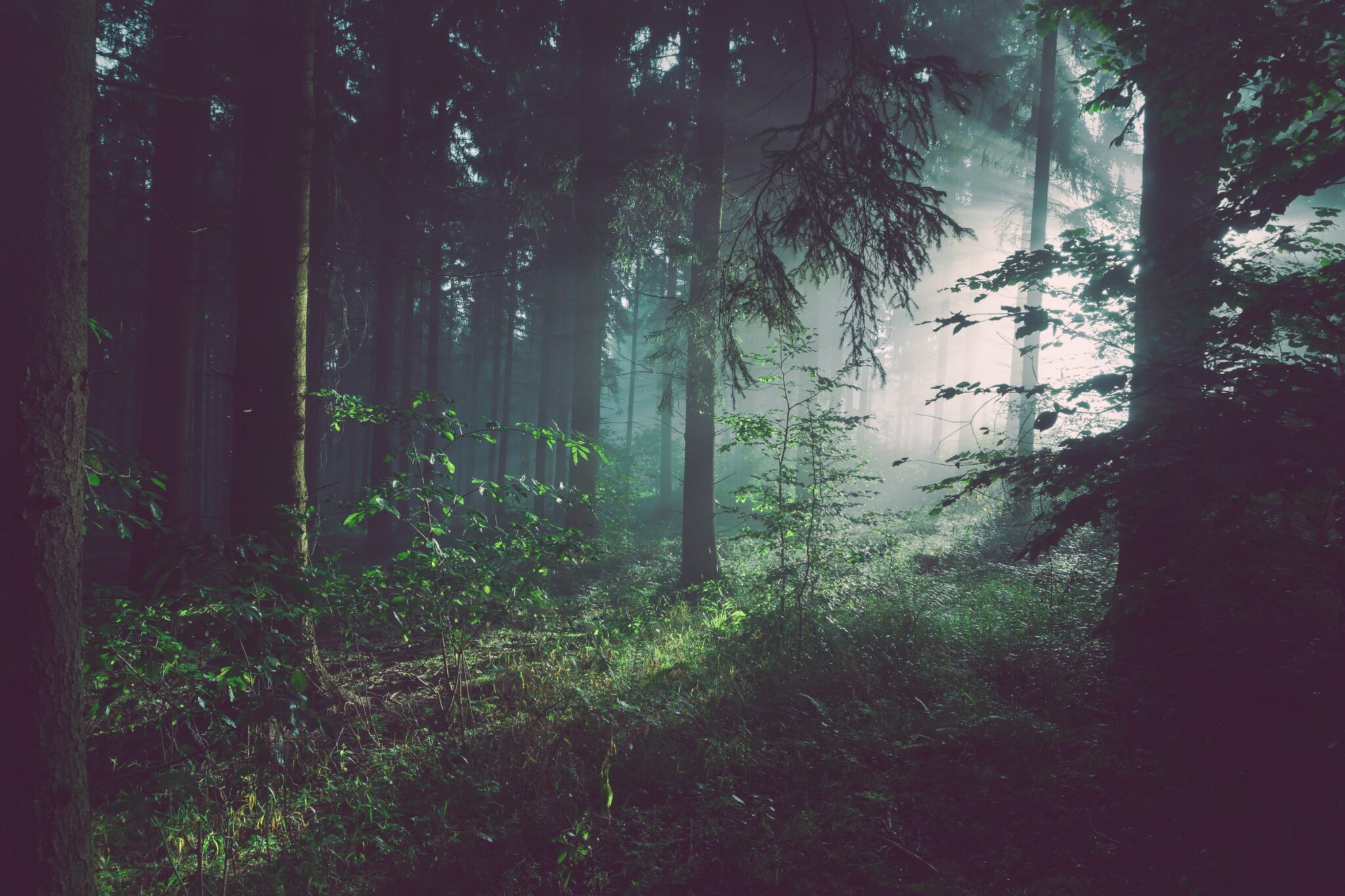 Wald mit seitlichem Lichteinfall und leichtem Dunst.