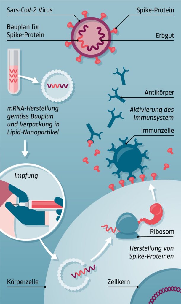 Schaubild, das die Wirkung von mRNA-Impfungen zeigt