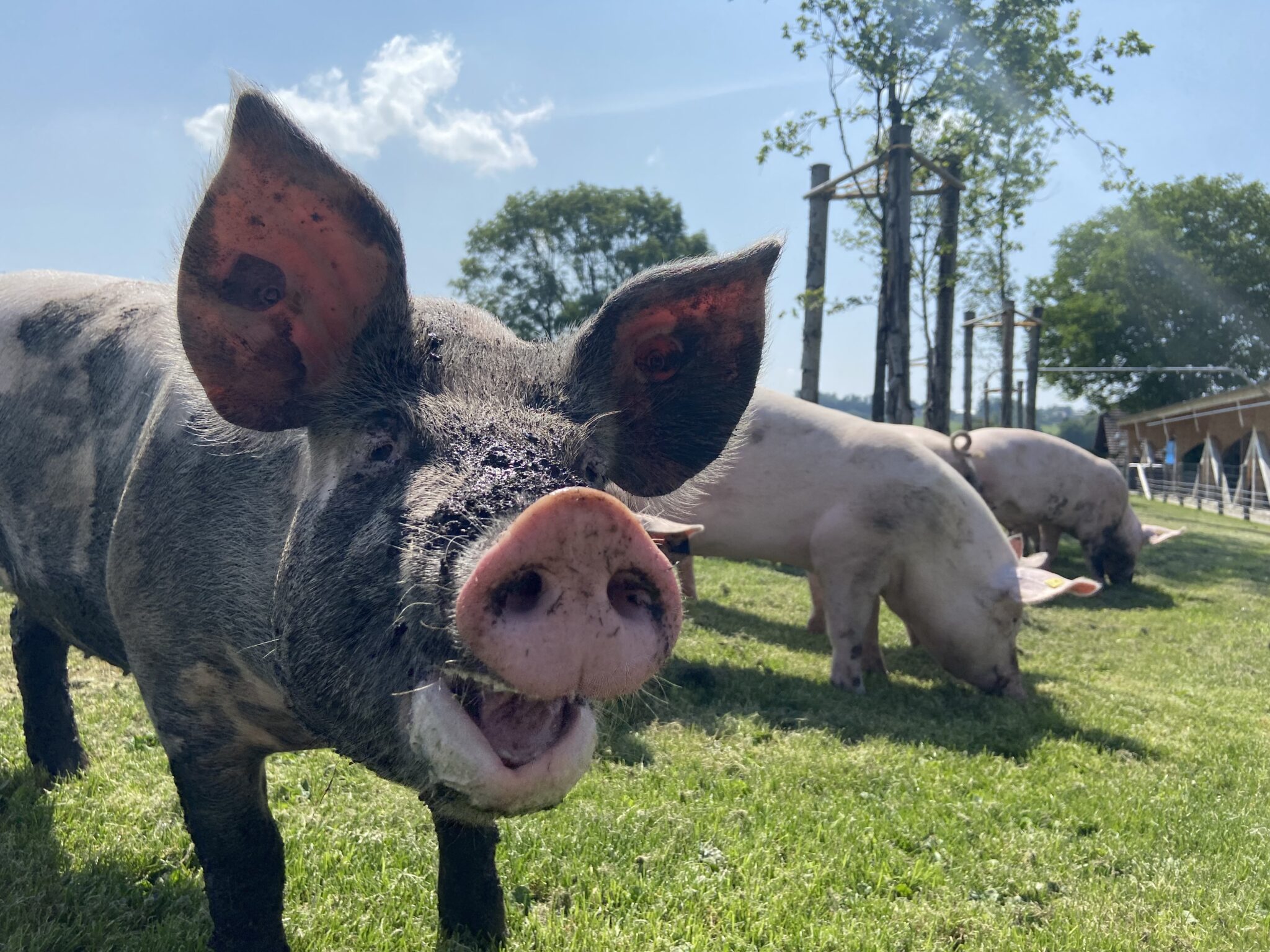 Schweine auf der Wiese.