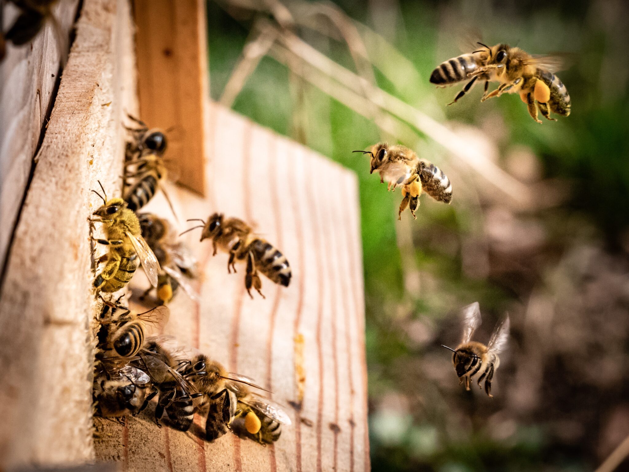 Bienen, die an einen Bienenstock fliegen.