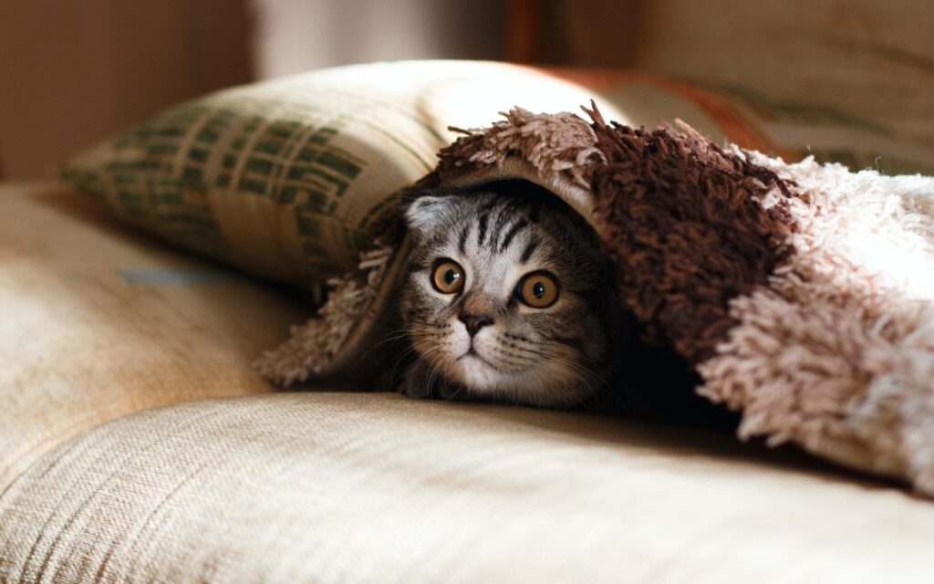 Eine Katze schaut jagdlustig unter einer Decke hervor.