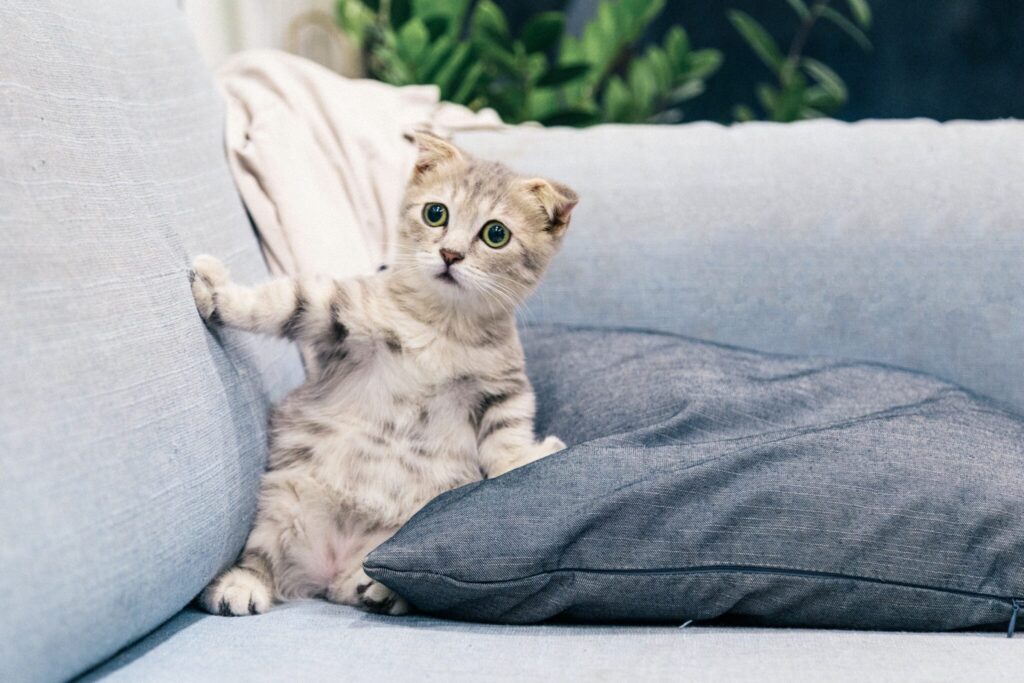 Ein weiss-graubraunes Katzenbaby, das aussieht, als würde es auf einer Couch auf Kissen gestützt aufgerichtet sitzen.