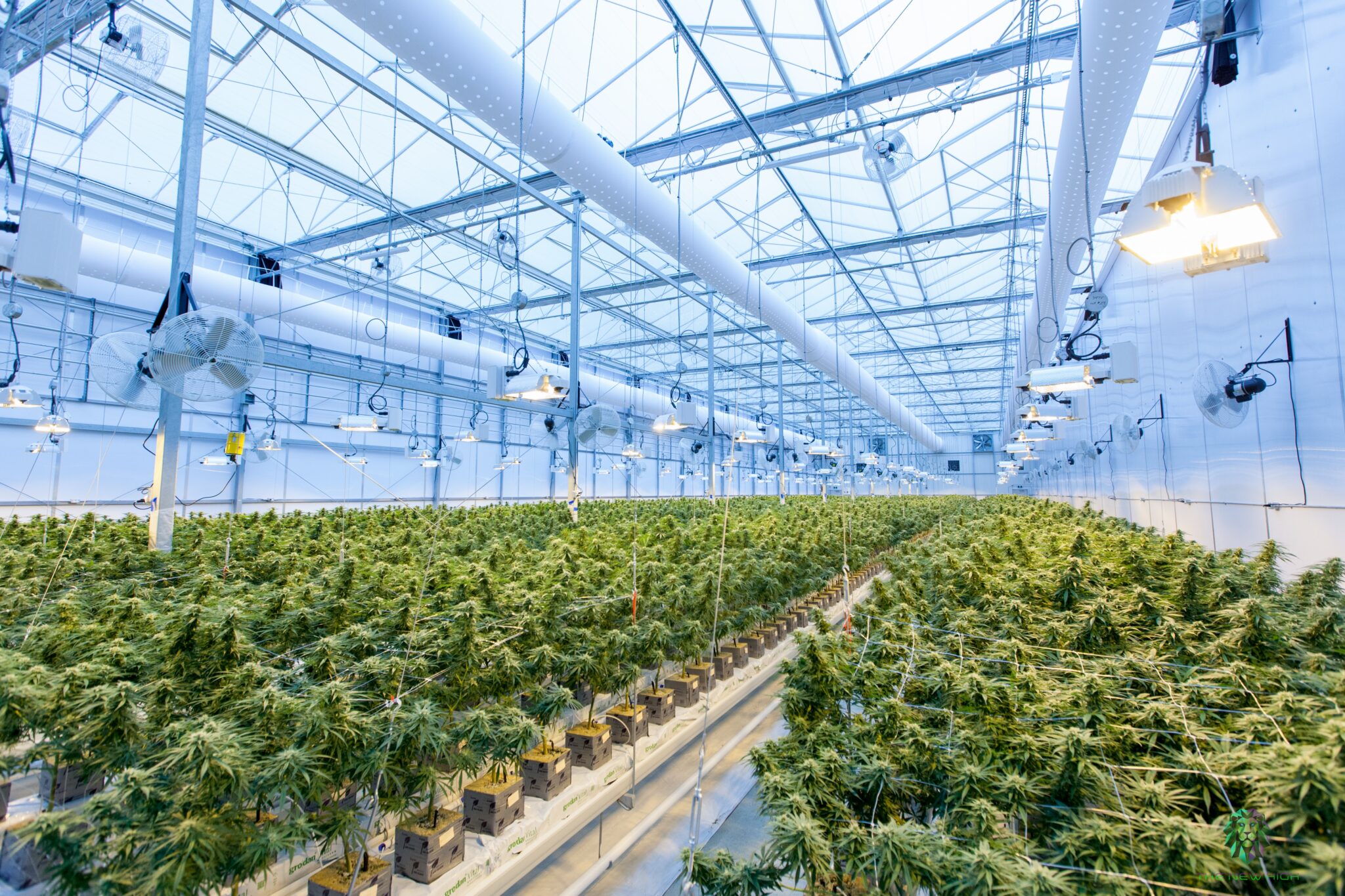 Ein grosses Gewächshaus, in dem Cannabis angebaut wird.