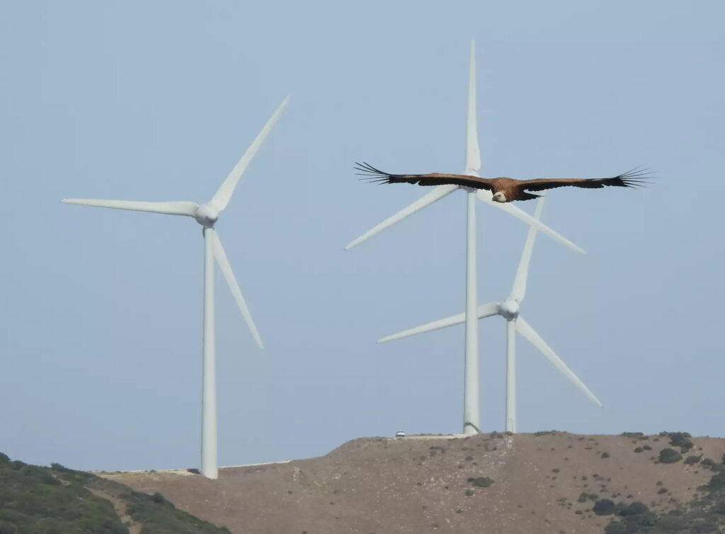Ein Gänsegeier fliegt in der Nähe von Windrädern.