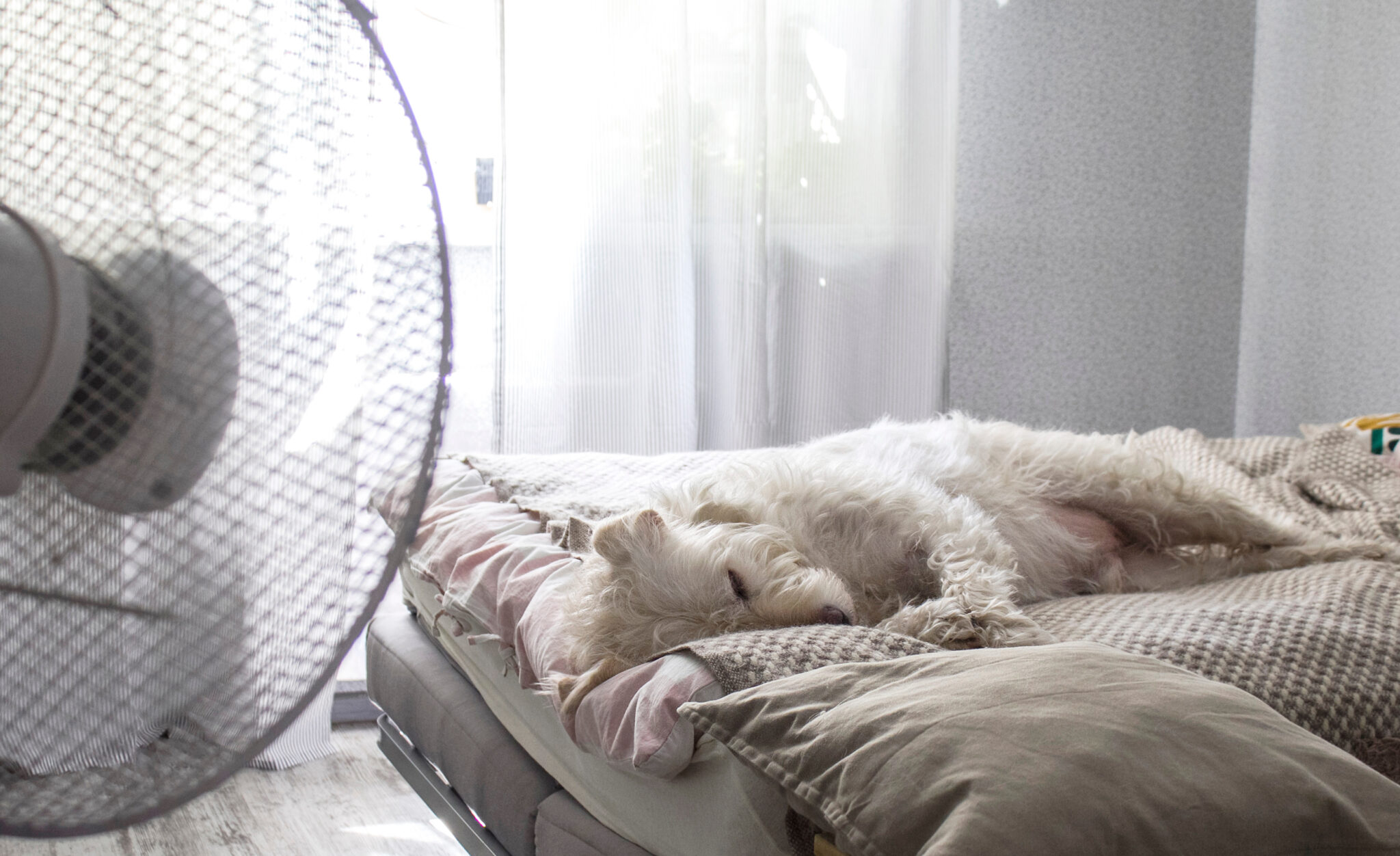 Ein Hund liegt auf einem Bett vor einem Ventilator.