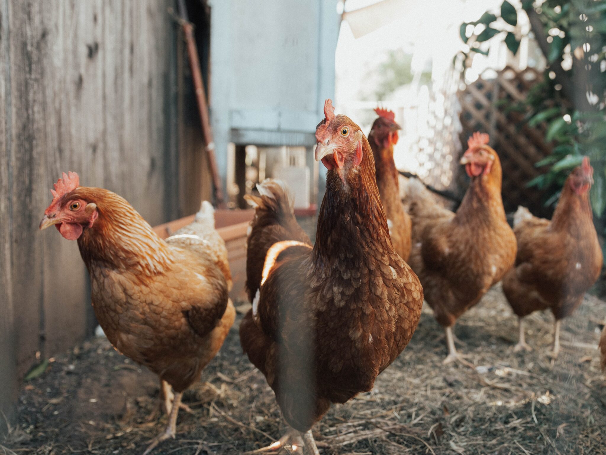 5 Hühner laufen wie eine Gang auf die Kamera zu.